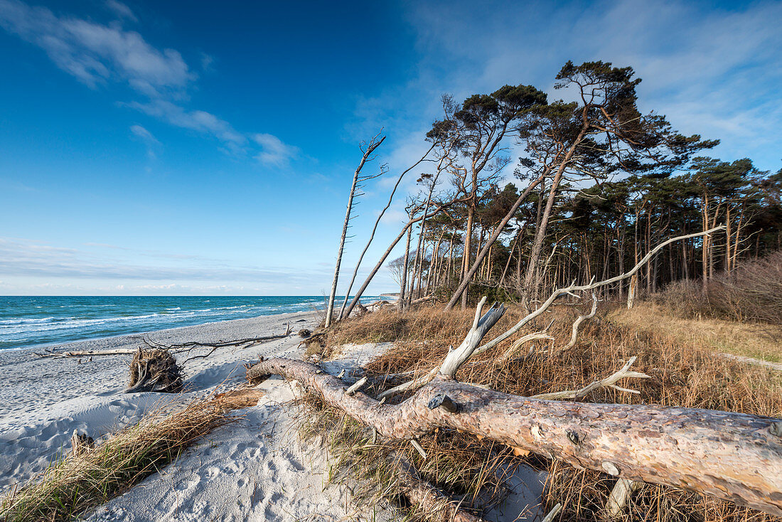 Kahler Baum am Strand, sogenannte Windflüchter, Wald, Weststrand, Fischland-Darß-Zingst, Mecklenburg-Vorpommern, Deutschland, Europa