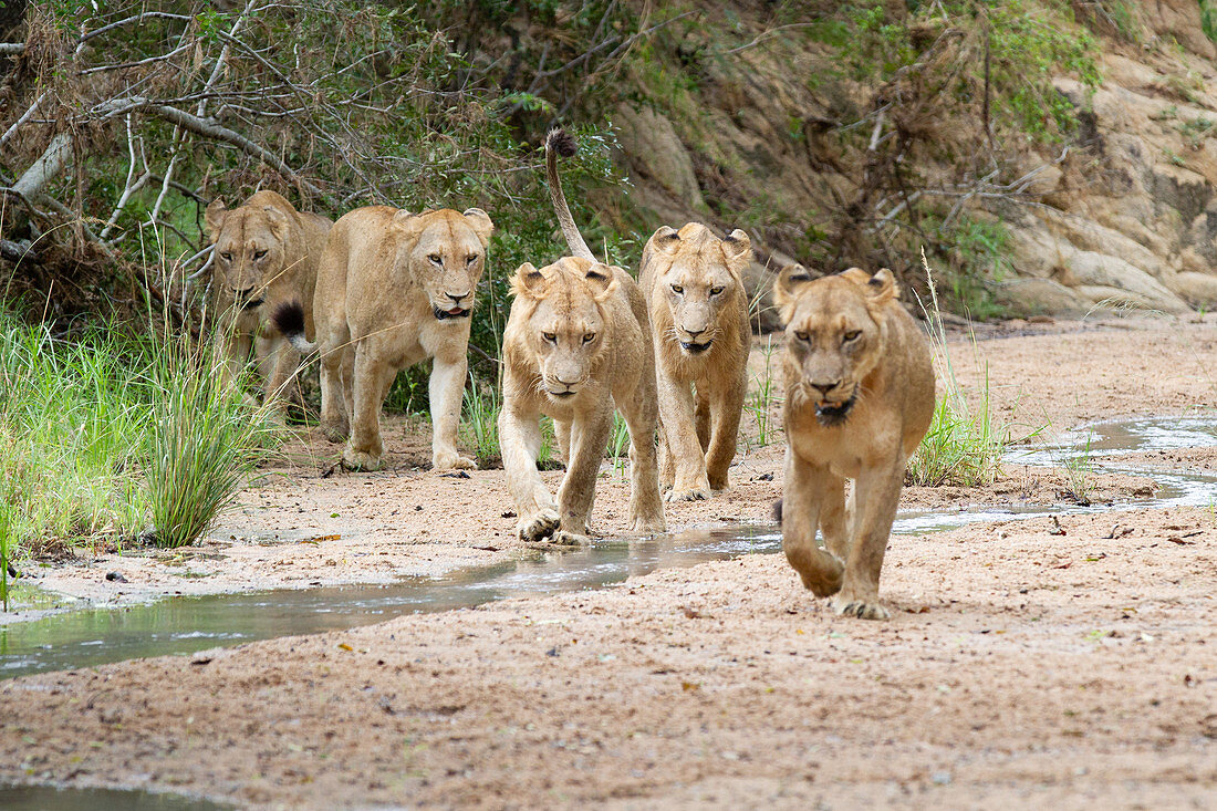 A pride of lions, Panthera leo, walk in a river bed towards camera, looking out of frame, ears back