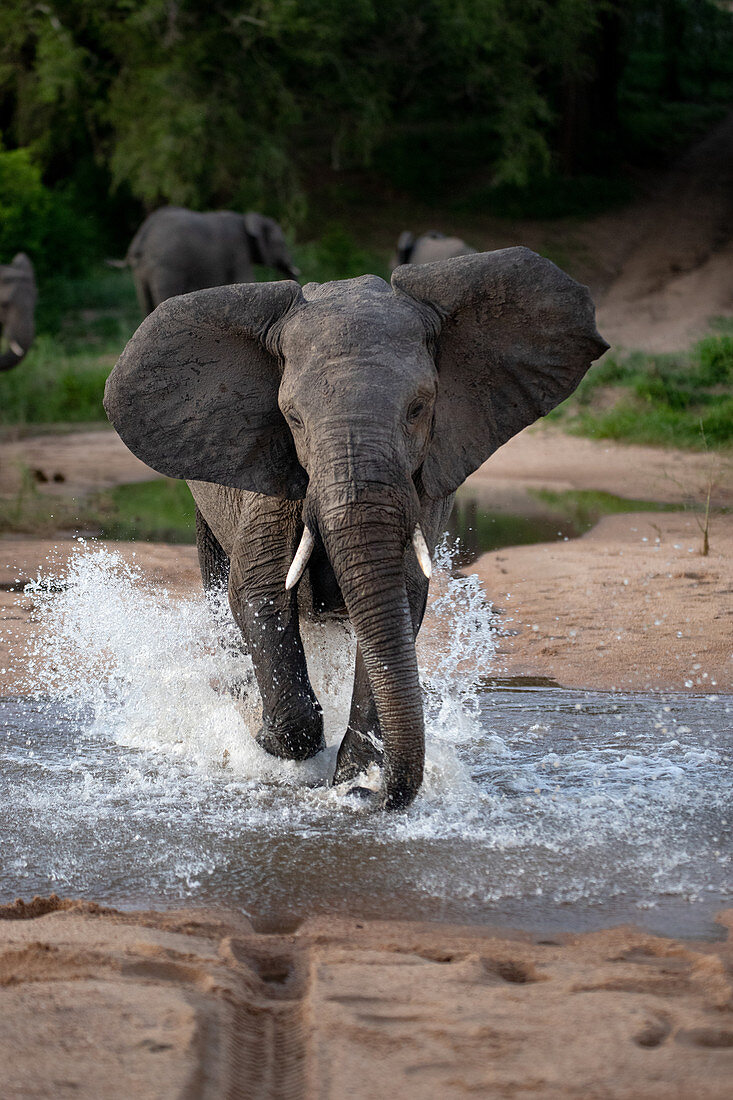 Ein Elefant, Loxodonta africana, läuft mit nach vorne gerichteten Ohren durch eine Wasserpfütze