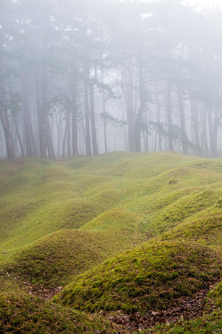 Wald im Nebel, Grashügel im Vordergrund