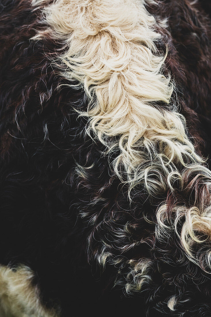 Close up of brown and white hide of an English Longhorn cow.