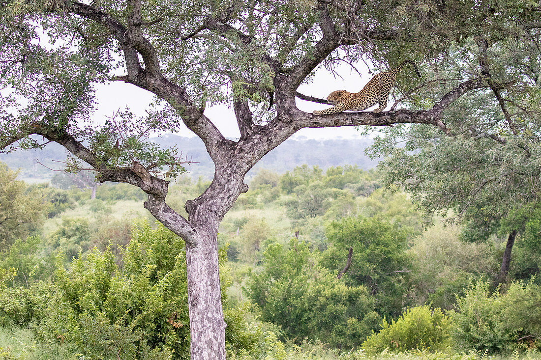 A leopard, Panthera pardus, stands on a tree branch and stretches, with greenery in the background