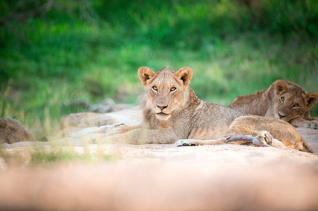 Young lion, Panthera leo.