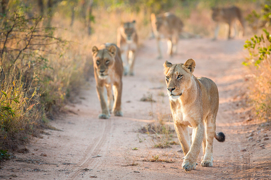 Löwenin, Panthera Leo, läuft auf einer Sandstraße auf die Kamera zu