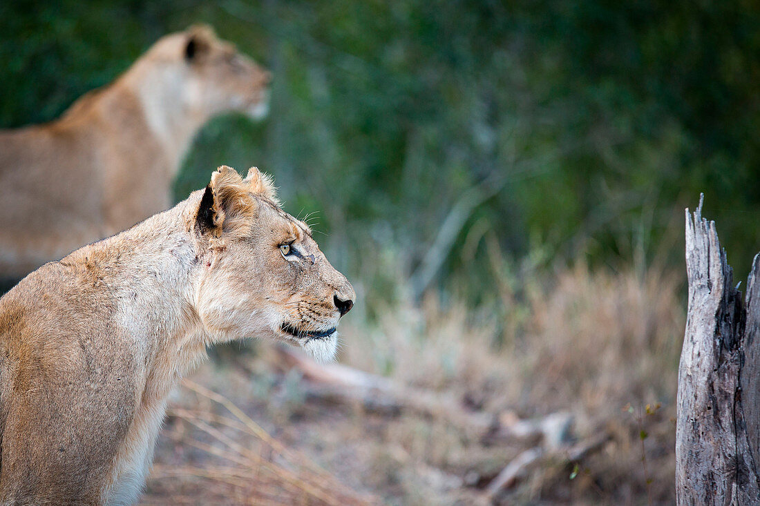 A side profile of a lioness sitting, Panthera leo, ears up, looking away, lion in background