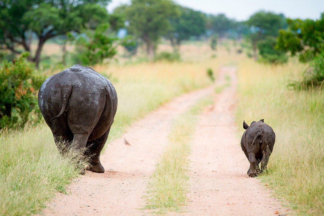 Eine Nashornmutter und ein Kalb, Ceratotherium simum, laufen mit dem Rücken zur Kamera eine Straße entlang