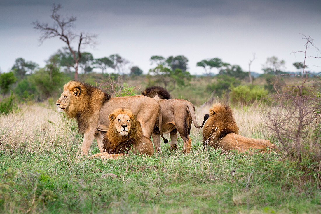 Male lions, Panthera leo, stand and lie together on green grass, looking away.