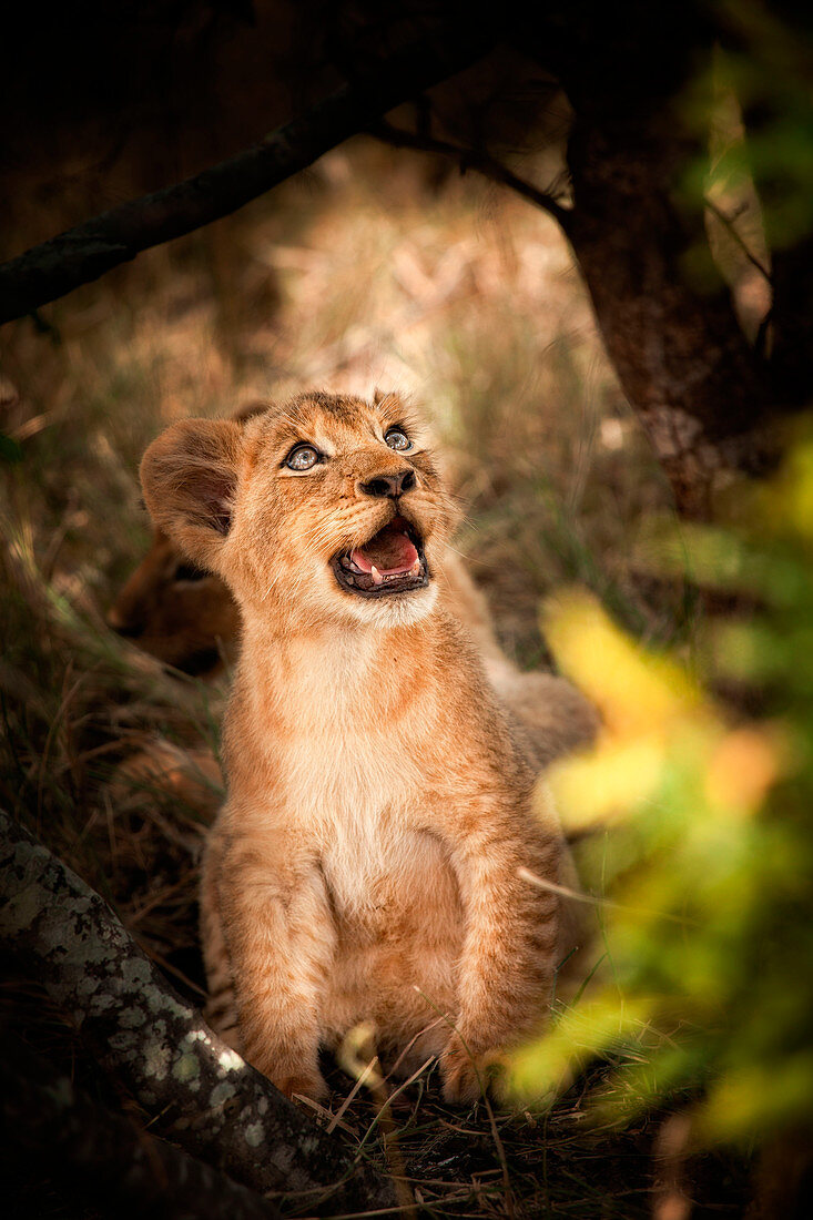A lion cub, Panthera leo, sits down, looks away, open mouth.