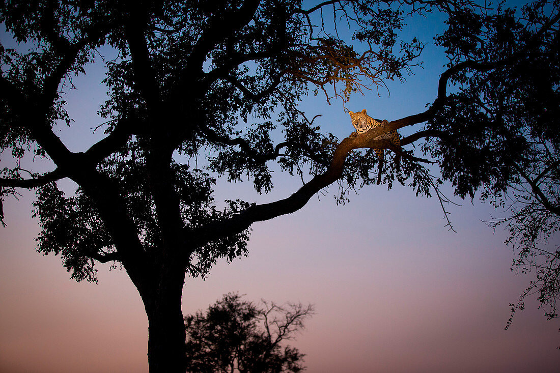 Ein Leopard, Panthera pardus, liegt in der Abenddämmerung auf zwei Ästen in einem Baum