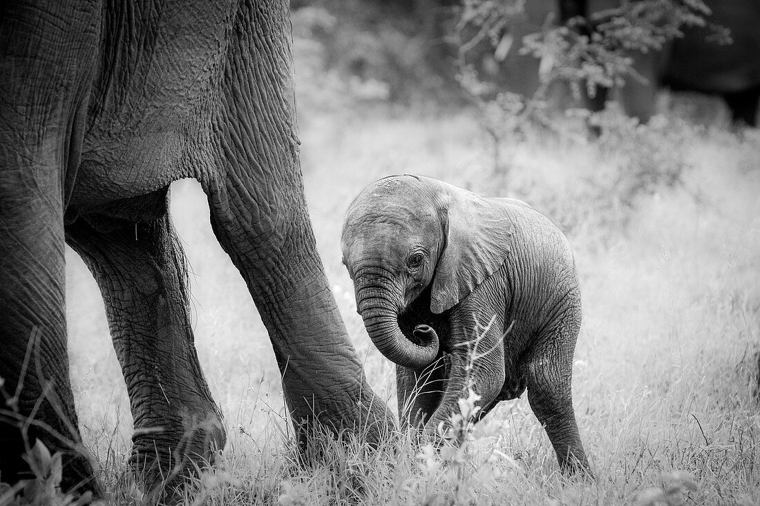 An elephant calf, Loxodonta africana, stands behind its mother's legs, curls its trunk in, in black and white.