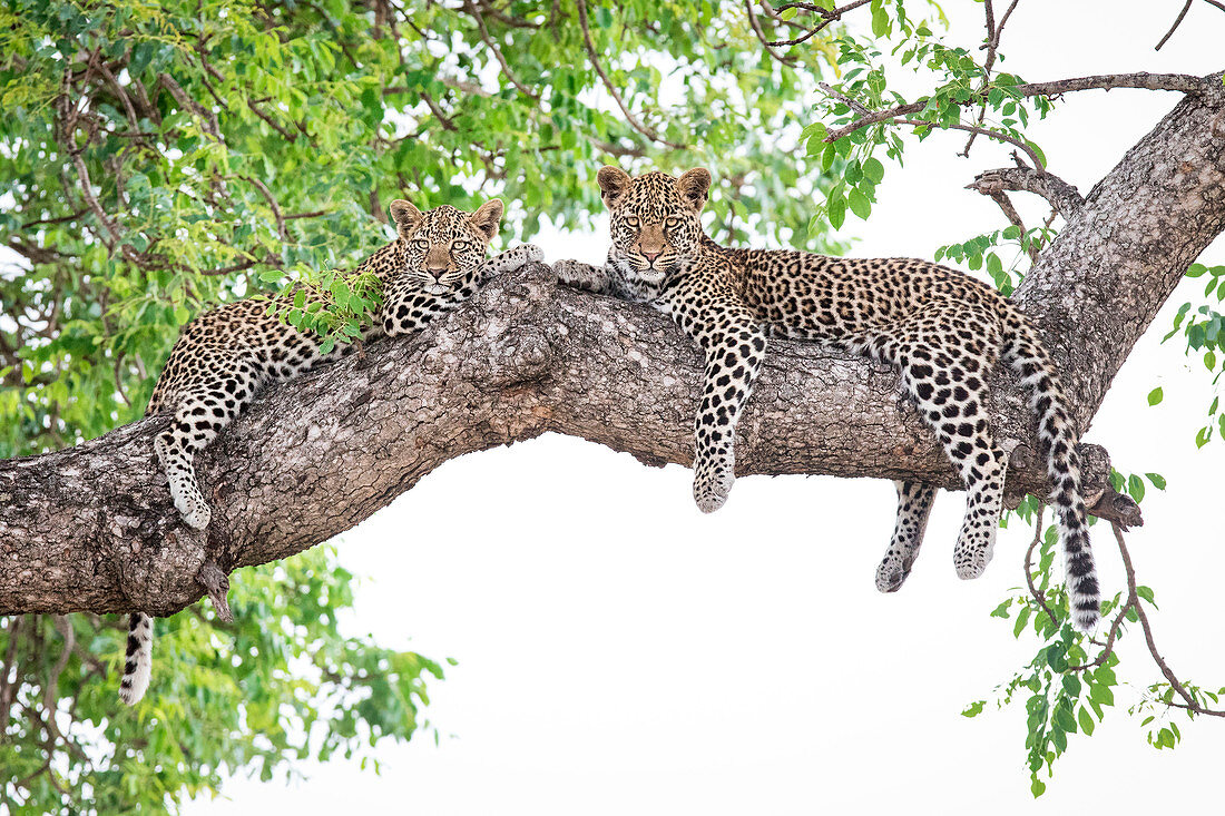 Two leopard cubs, Panthera pardus, lie on a marula tree, Sclerocarya birrea, alert, with their legs draped over the branch.