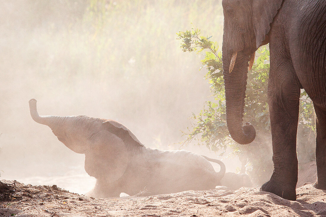 An elephant calf falls down a sandy bank, Loxodonta africana, trunk in the air, an older elephant stands in the foreground