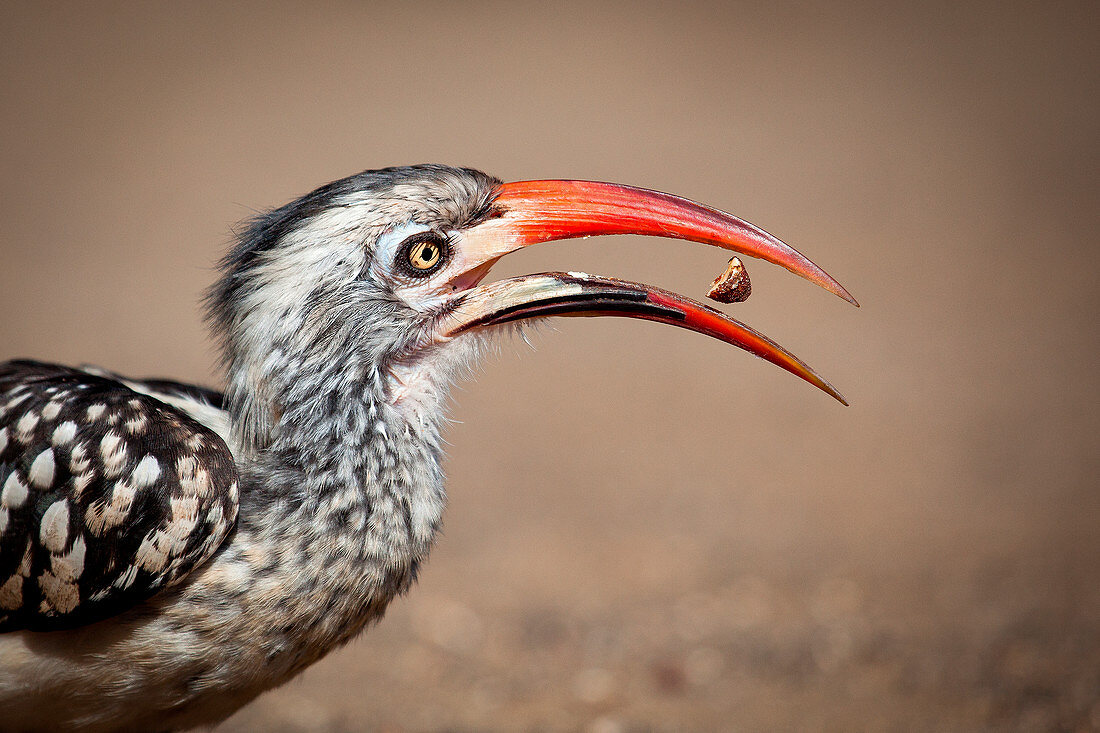 Side profile of a southern red-billed hornbill, Tockus rufirostris, beak open with seed between, looking away