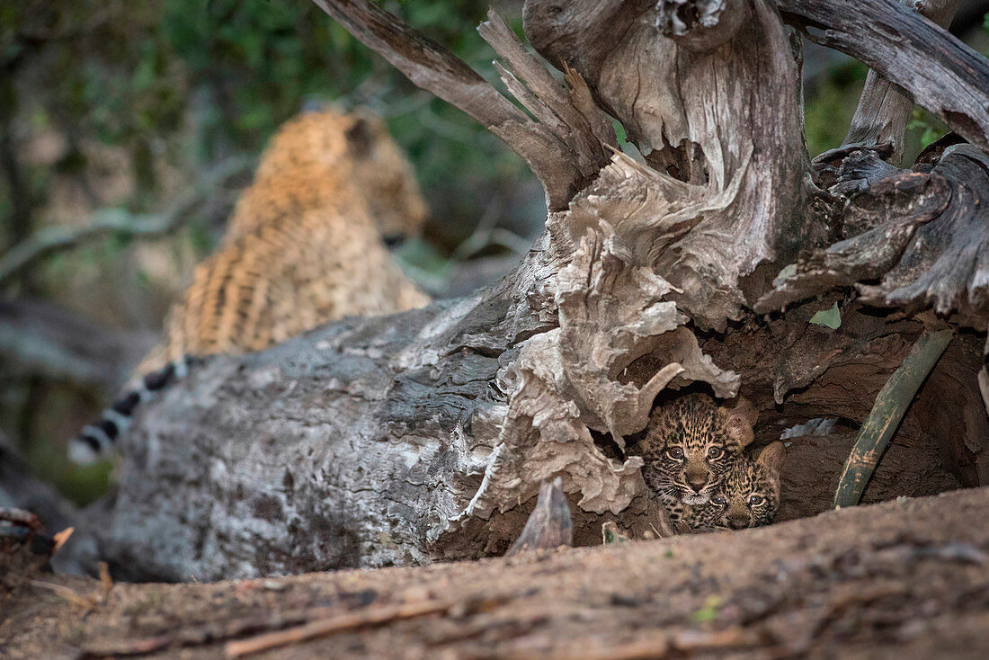 Zwei Leopardenbabys, Panthera pardus, wachsam, in der Höhle eines toten Baums liegend, Mutterleopard im Hintergrund