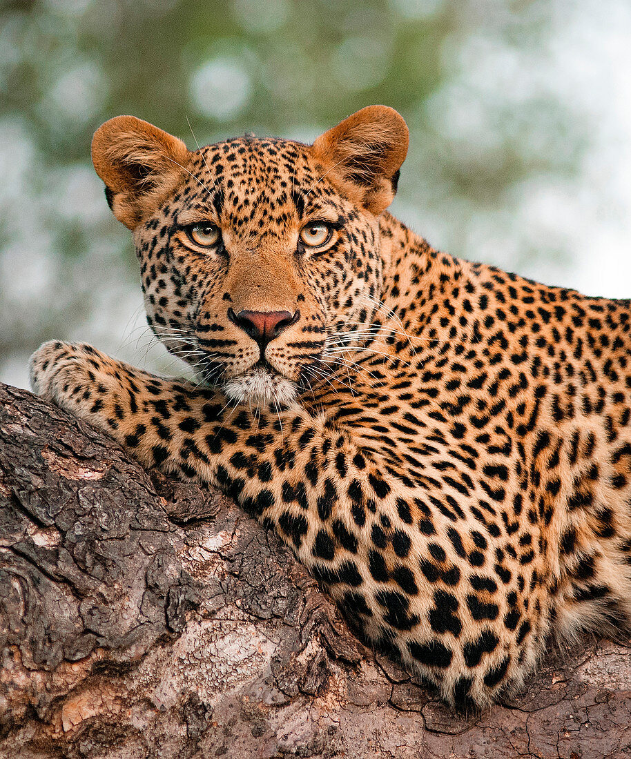 Der Oberkörper eines Leoparden, Panthera pardus, auf Ast liegend
