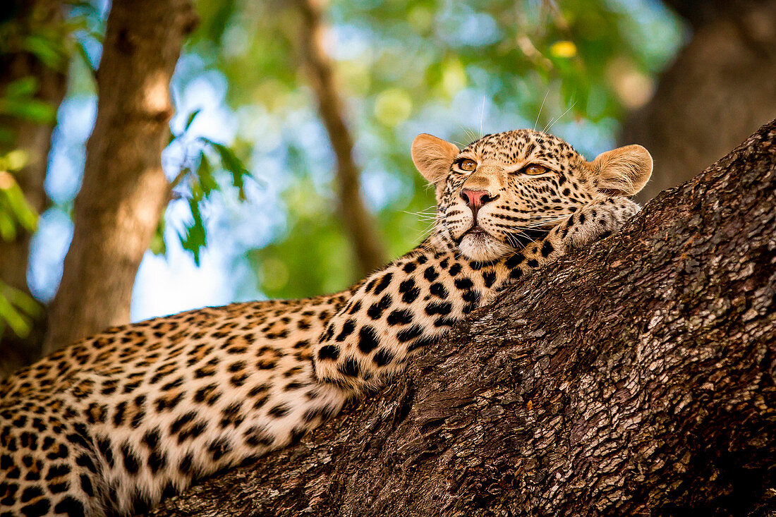 A leopard, Panthera pardus, lies in a tree, resting head on front leg, looking away, greenery in background