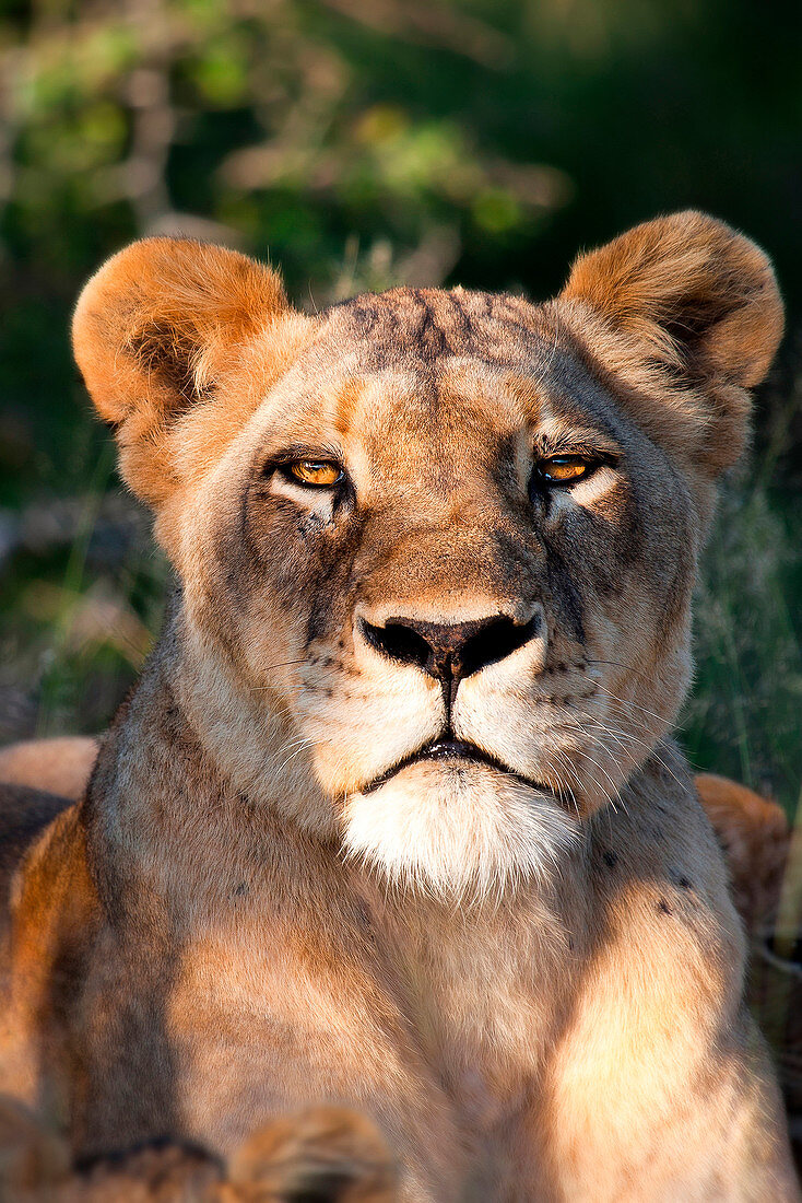 Der Kopf einer Löwin, Panthera Leo, liegend, wachsam, die Ohren nach vorne gerichtet