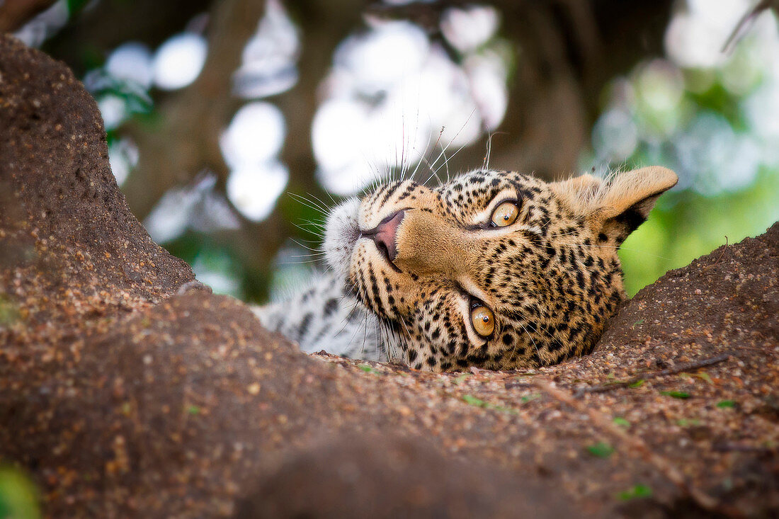 Der Kopf eines Leopardenjungen, Panthera pardus, liegt auf einem Ast
