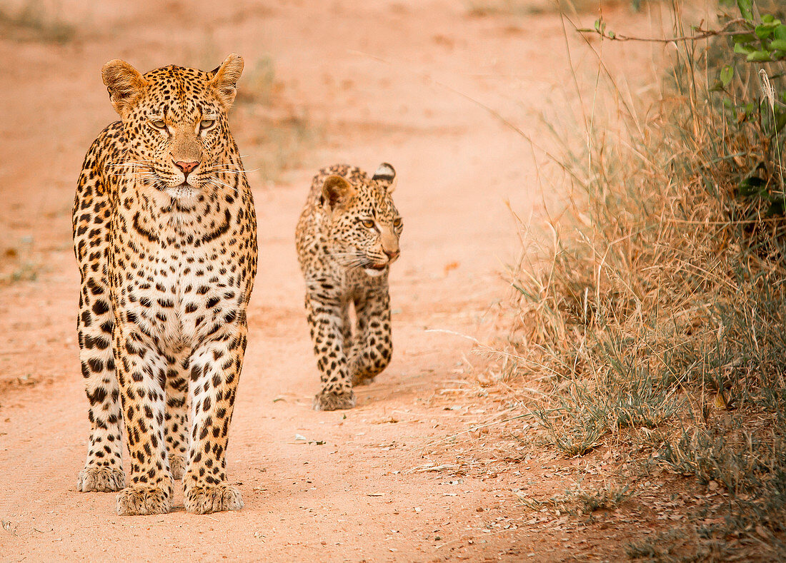A mother leopard, Panthera pardus, stands on sand ground, cub follows behind her, looking away
