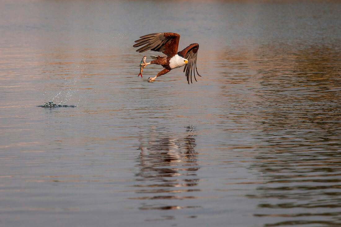 An African fish eagle, Haliaeetus Vocifer, flies over water, fish in its claw, splashes in water, looking away