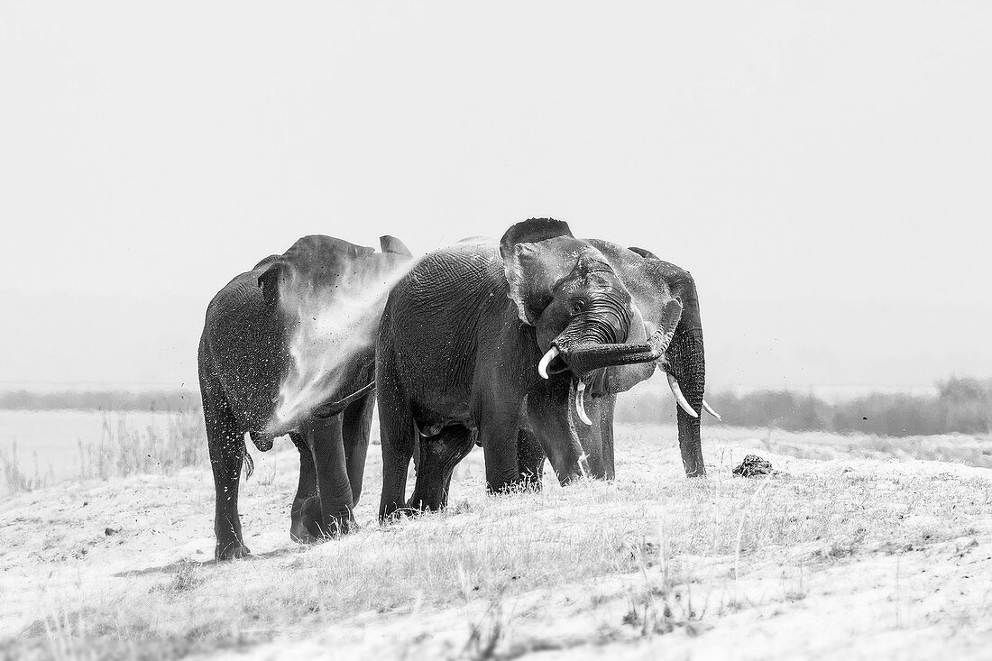 Three elephant, Loxodonta africana, stand on a sand bank, wet skin, spray sand with their trunk into the air, in black and white