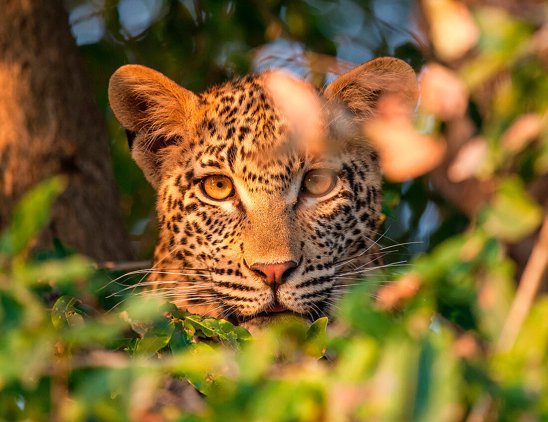 Der Kopf eines Leoparden, Panthera pardus, durch Blätter schauend