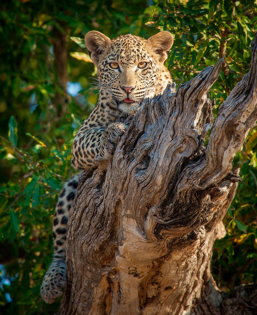 A leopard, Panthera pardus, lies on a dead branch, legs wrapped around log, alert, tongue out