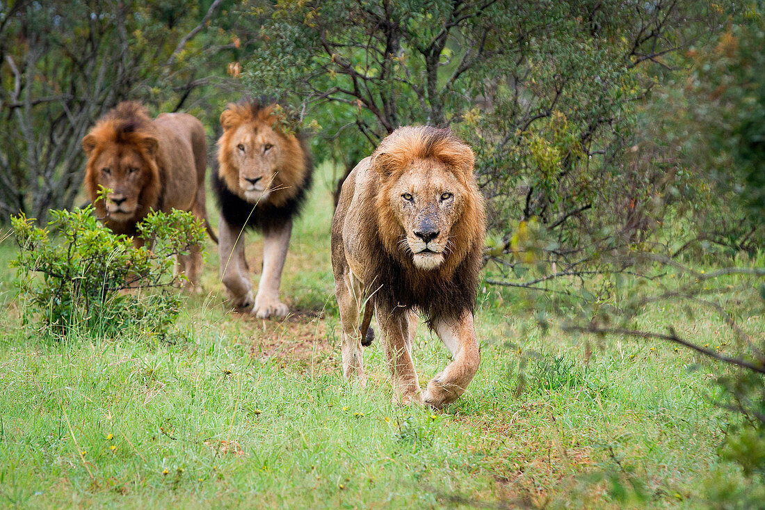 Three male lions, Panthera leo,walk together in green grass, direct gaze