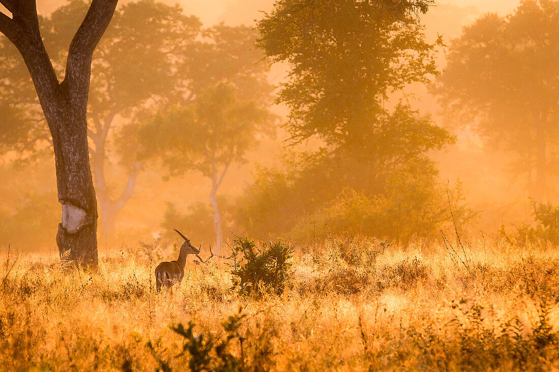 A backlit male impala, Aepyceros melampus, stands in tall sunlit grass, back to camera, looking away, trees in the background