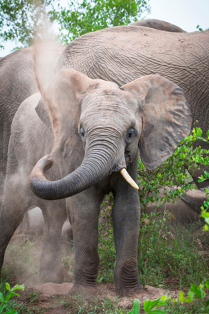 Ein Elefant, Loxodonta africana, hat ein Sandbad