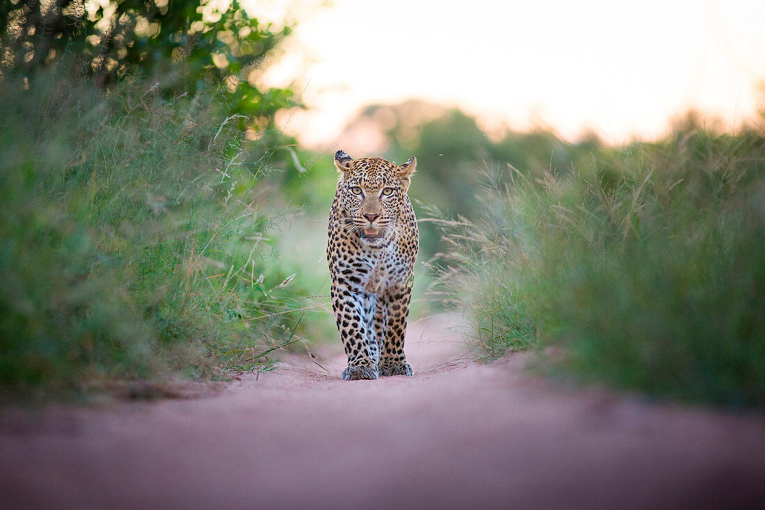 A leopard, Panthera pardus, walks towards the camera on sand road, durect gaze, ears facing backward, mouth open, long green grass