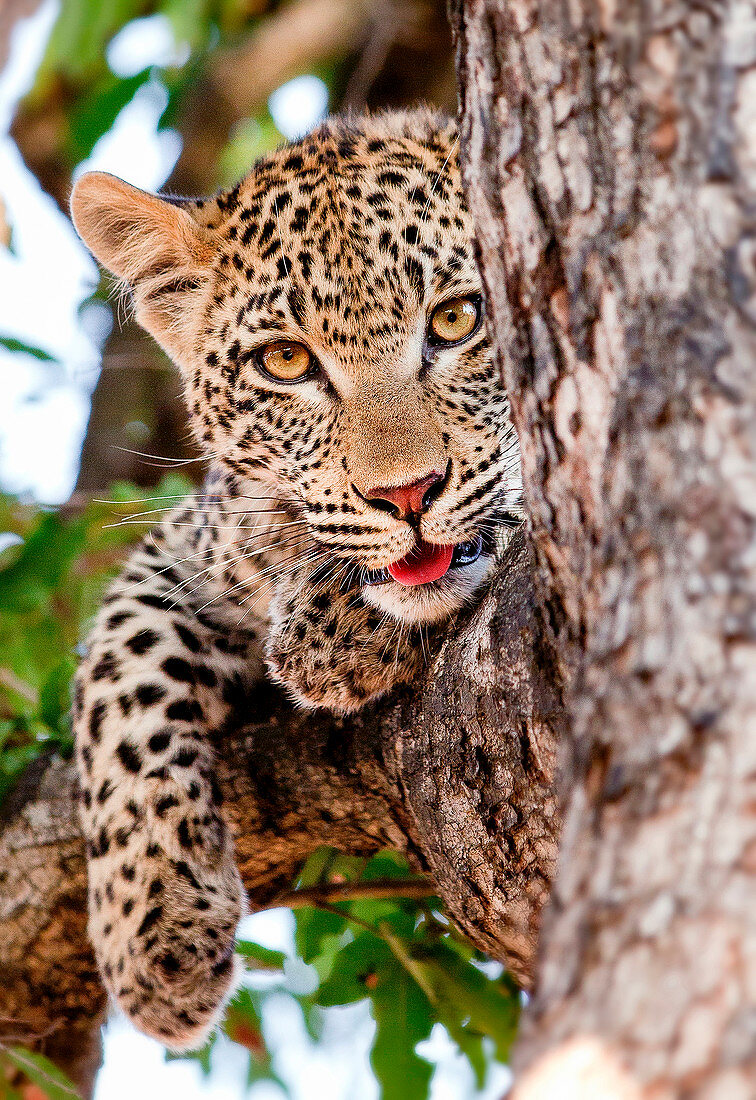 A leopard cub's head, Panthera pardus, lies in a tree, alert, mouth open showing tongue, paw drapes over branch, yellow brown eyes