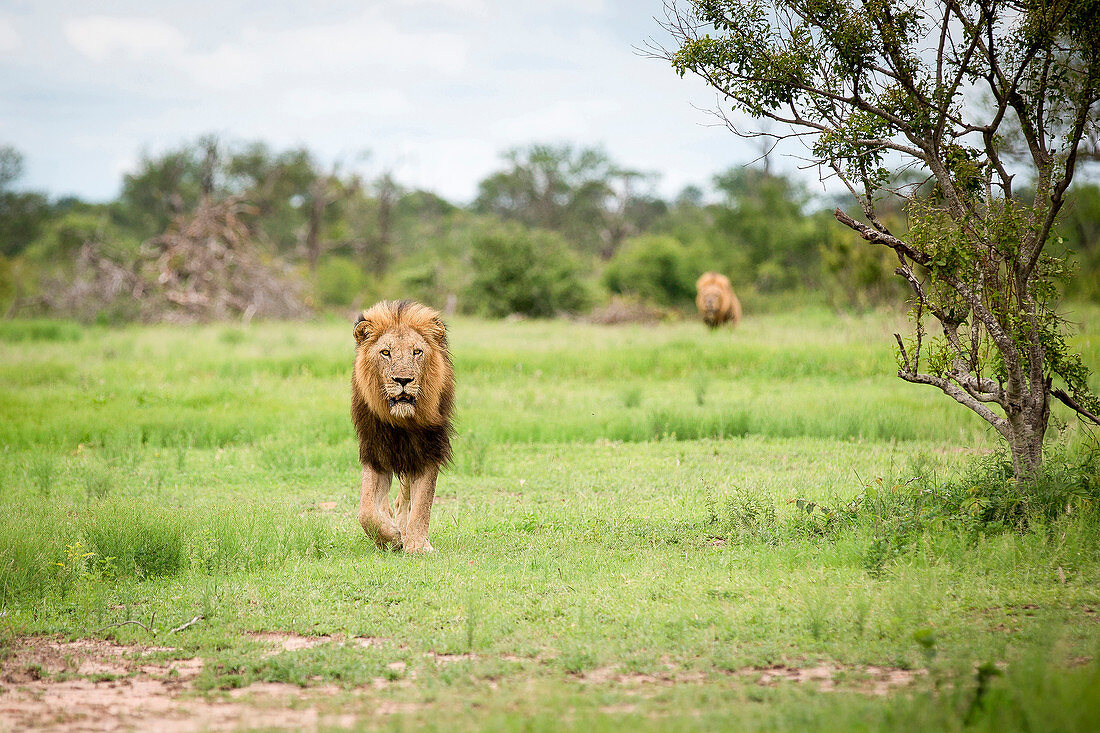 A male lion, Panthera leo, walks towards camera in short green grass, alert, mouth open