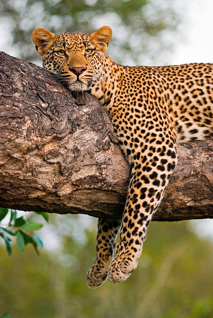 A leopard, Panthera pardus, lies on the branch of a tree, legs tangling over the branch, alert, ears forward, head resting on branch