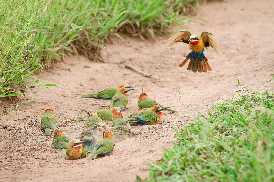 A flock of white-fronted bee-eaters, Merops bullockoides, lie on sand while one flies down, wings up and tail spread