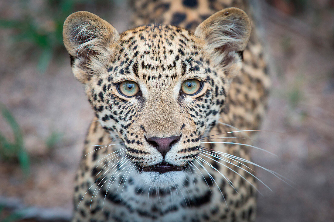 Portrait eines Leopardenjungen, Panthera pardus, wachsame, gelbgrüne Augen, unscharfer Hintergrund,
