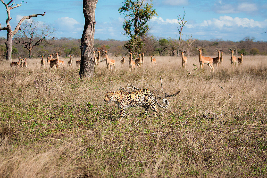 A leopard, Panthera pardus, walks through grass, an impala herd, Aepyceros melampus, watch the leopard, ears perked up.