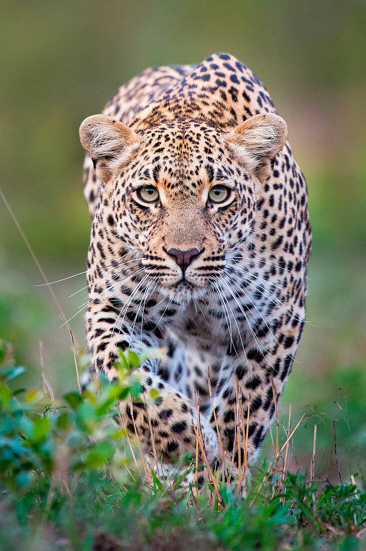 A leopard, Panthera pardus, alert, walks towards the camera  in stalking posture, with large green yellow eyes