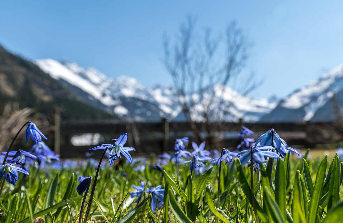 Spring awakening with the first early bloomers of the Alps and mountain flowers, Stillachtal near Oberstdorf in Oberallgäu
