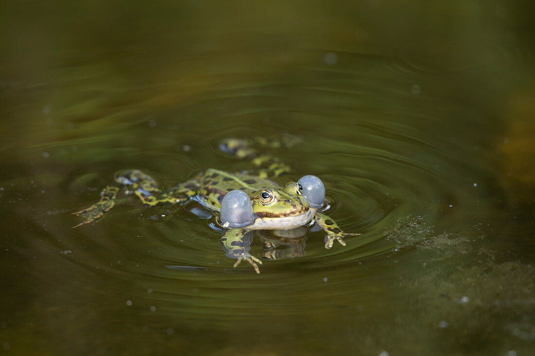 Male pond frog in the UNESCO Biosphere Reserve Spreewald in Brandenburg, Germany