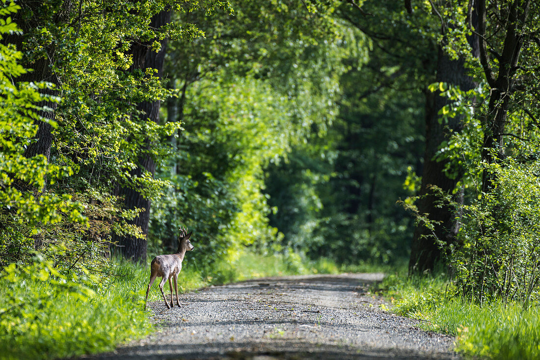 Junges Reh steht am Rand eines Waldweges im Frühjahr, Spreewald, Brandenburg, Deutschland