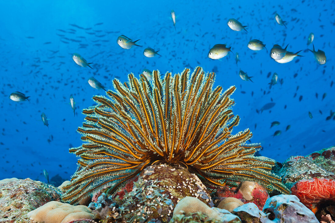 Hair star on the reef, Comaster schlegeli, Tufi, Salomon Lake, Papua New Guinea