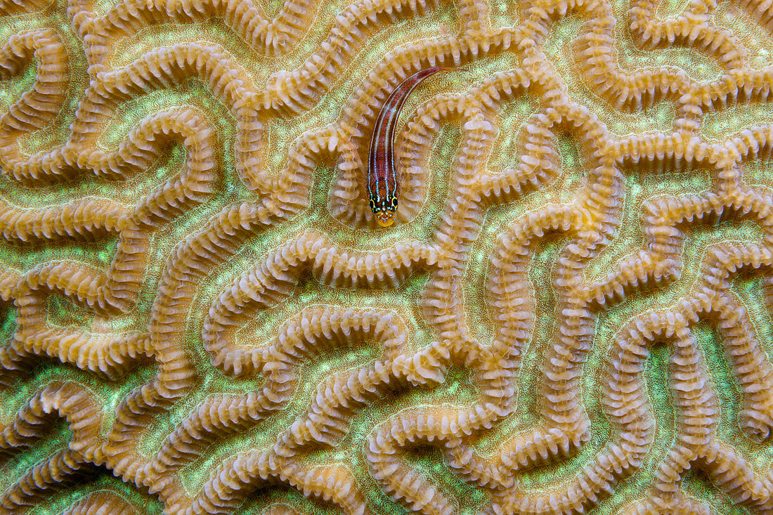 Gestreifter Dreiflosser, Helcogramma striata, Tufi, Salomonensee, Papua Neuguinea