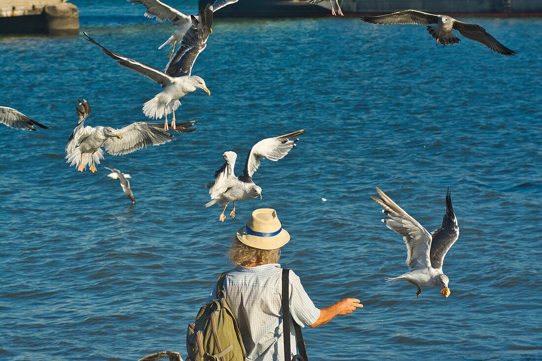 Man with hat feeds flying seagulls at the Tejo on the Praça do Comerçio, Baixa, Lisbon, Portugal