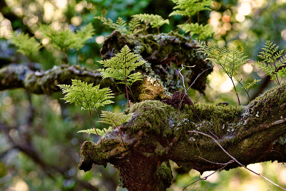 Branch covered with moss and ferns in the park of Palacio da Pena, Sintra, Lisbon, Portugal