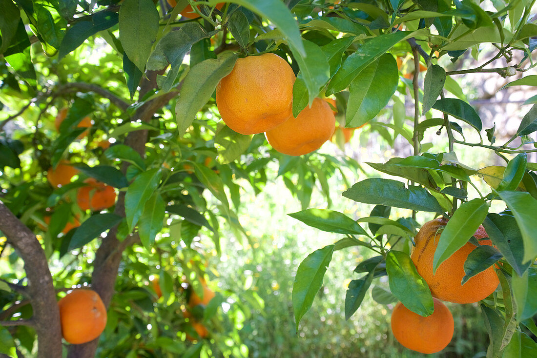 Orangen am Baum in einem Garten bei Monchique, Serra de Monchique, Algarve, Portugal