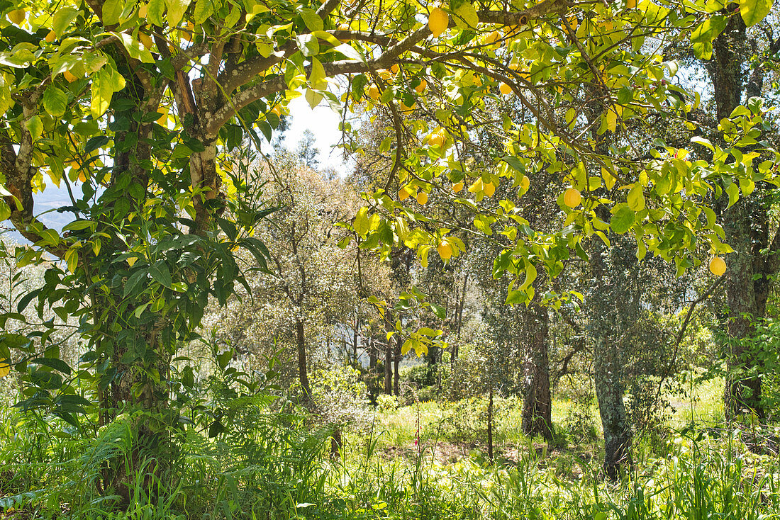 Zitronen am Baum in einem Garten bei Monchique, Serra de Monchique am Picota, Algarve, Portugal