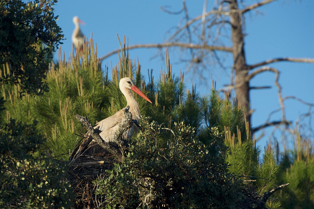 Storks sit in pines south of Monchique, Algarve, Portugal