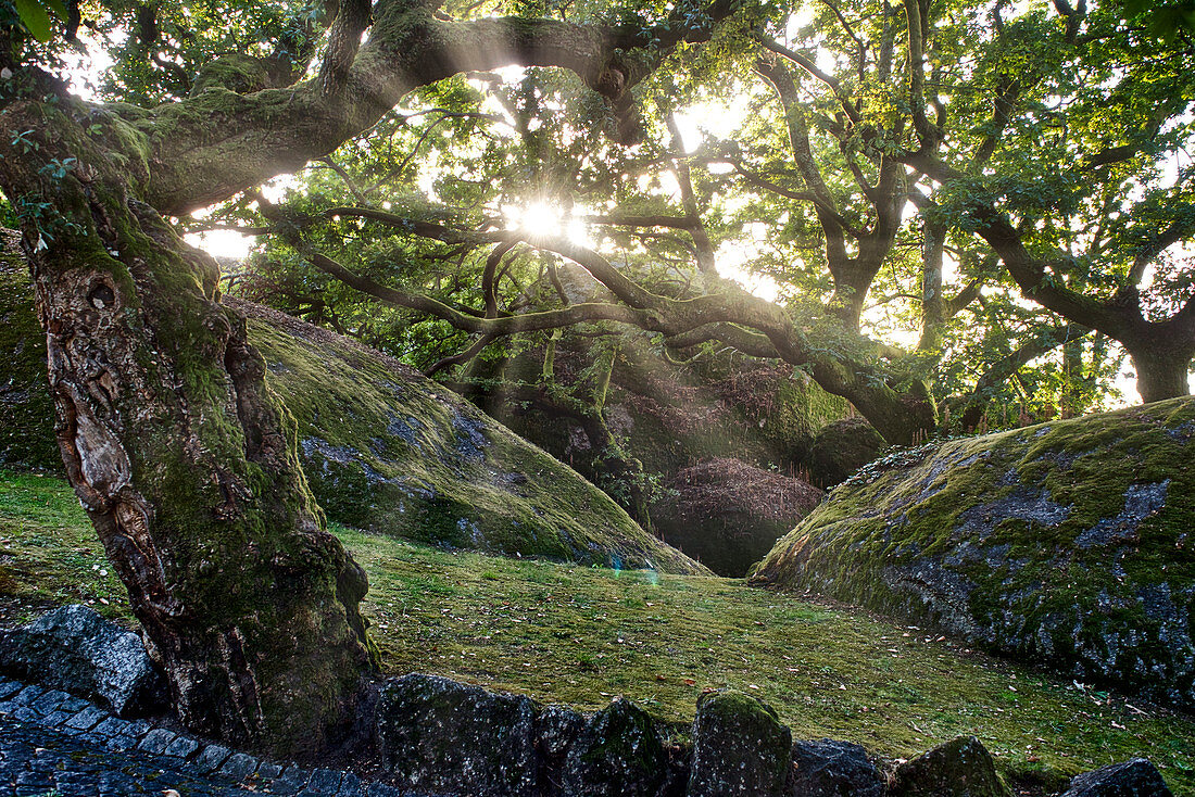 Bäume und Felsen im Parque da Pena oberhalb von Guimarães, Minho, Nordportugal, Portugal,