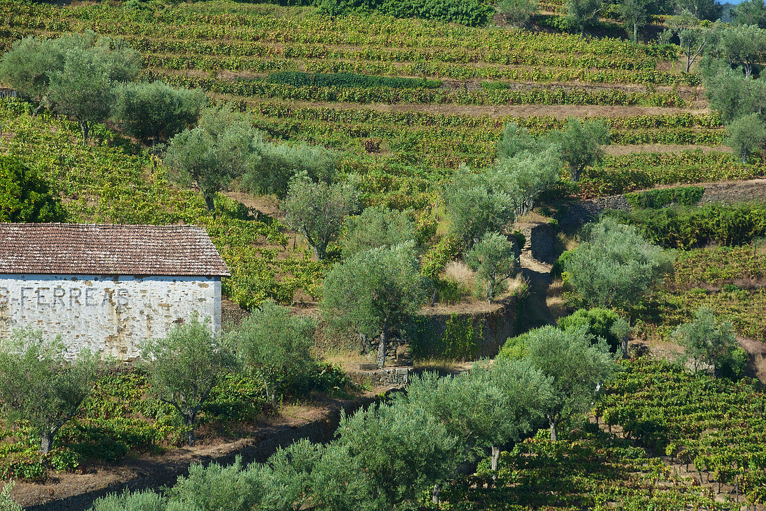 Vine growing on Douro, Northern Portugal, Portugal